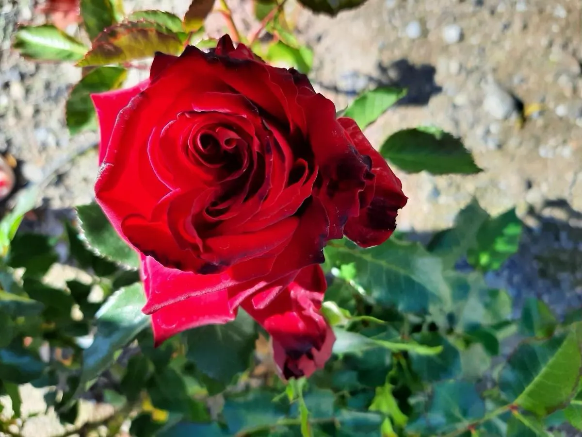 Casa De Las Rosas Malaga 0*,  Spain